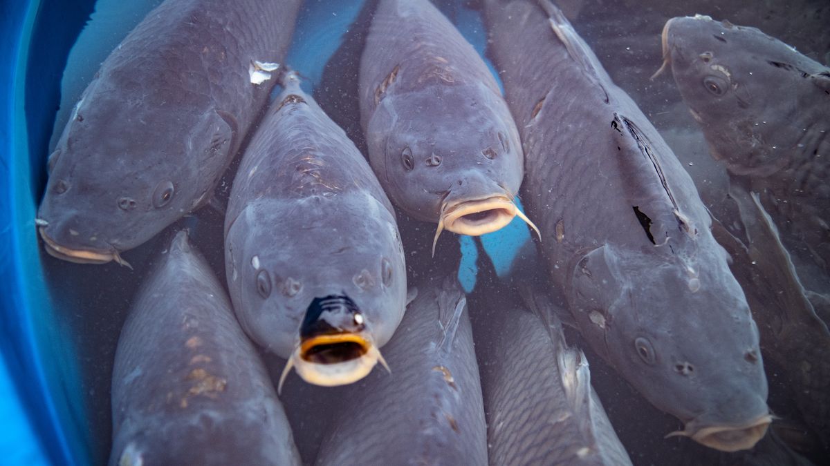 Rybáři našli na Chomutovsku kapry v platovém boxu v autě, Litevce podezírají z týrání zvířat